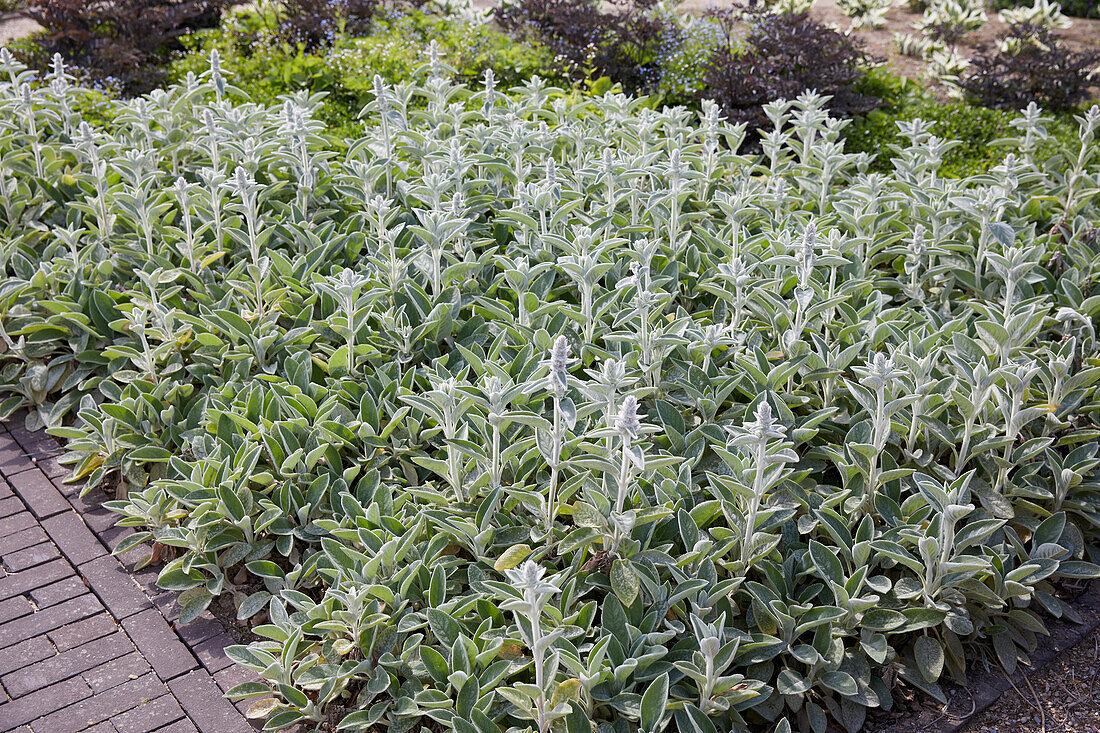 Stachys byzantina