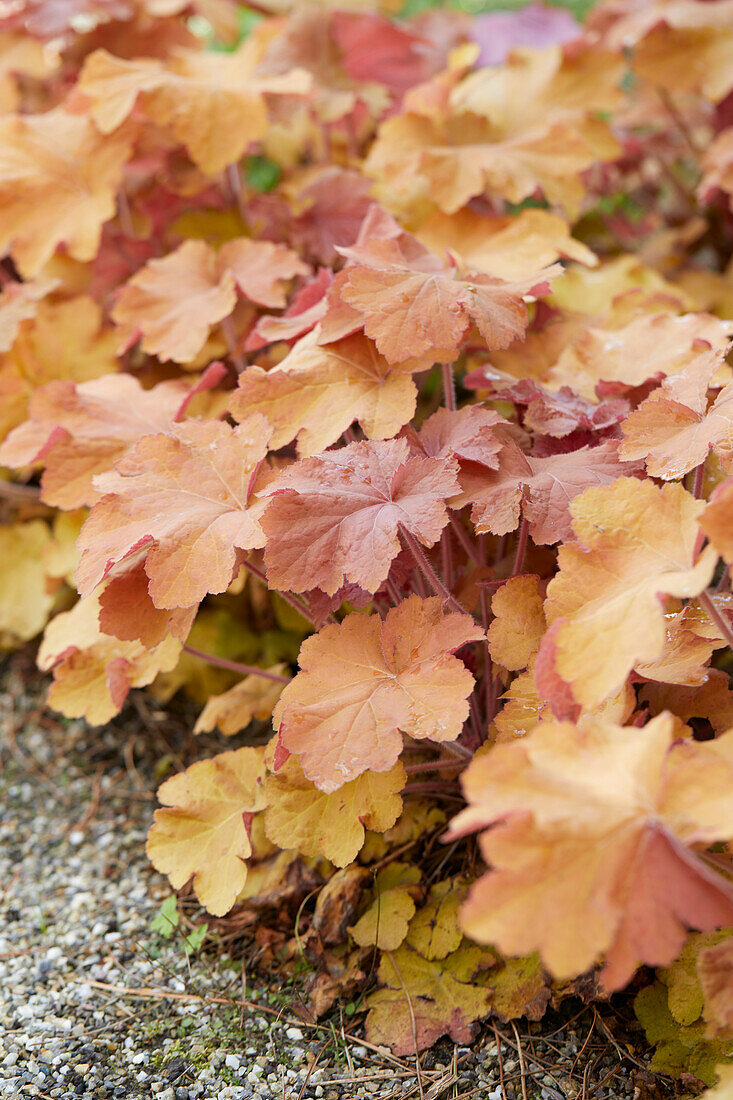 Heuchera Caramel ®