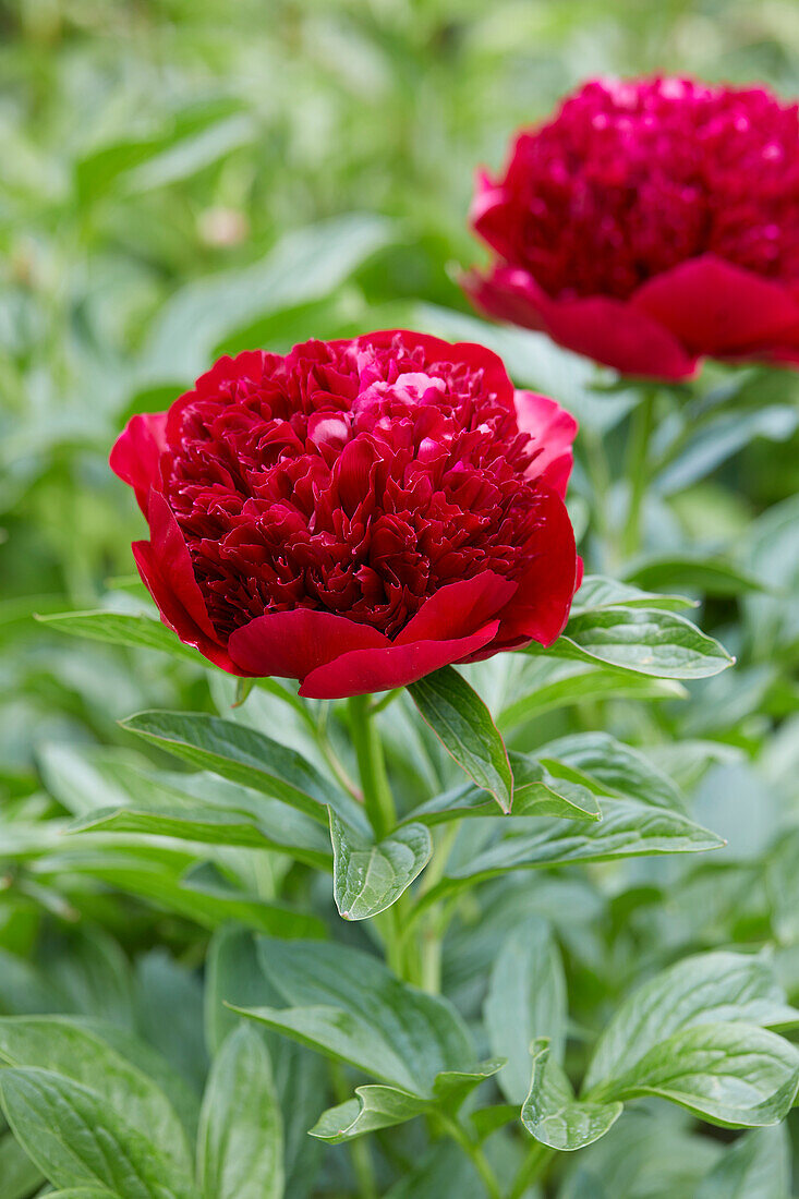 Paeonia Red charm