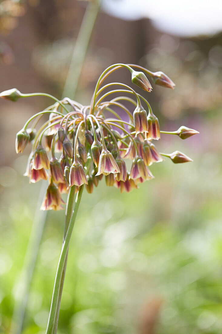 Nectaroscordum siculum subsp. bulgaricum