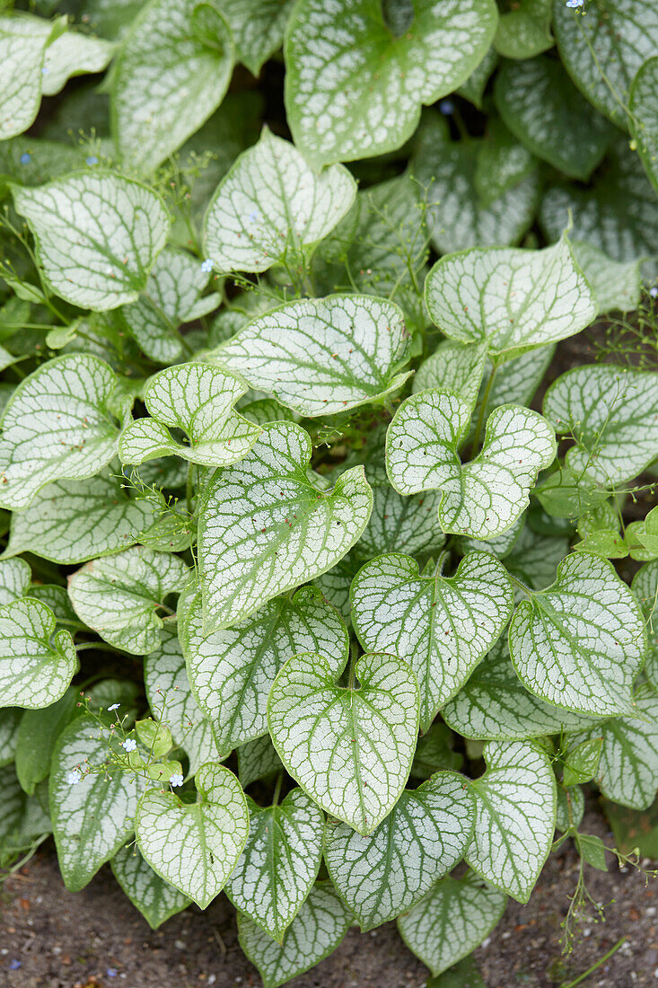 Brunnera macrophylla