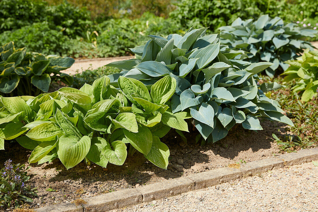 Hosta border