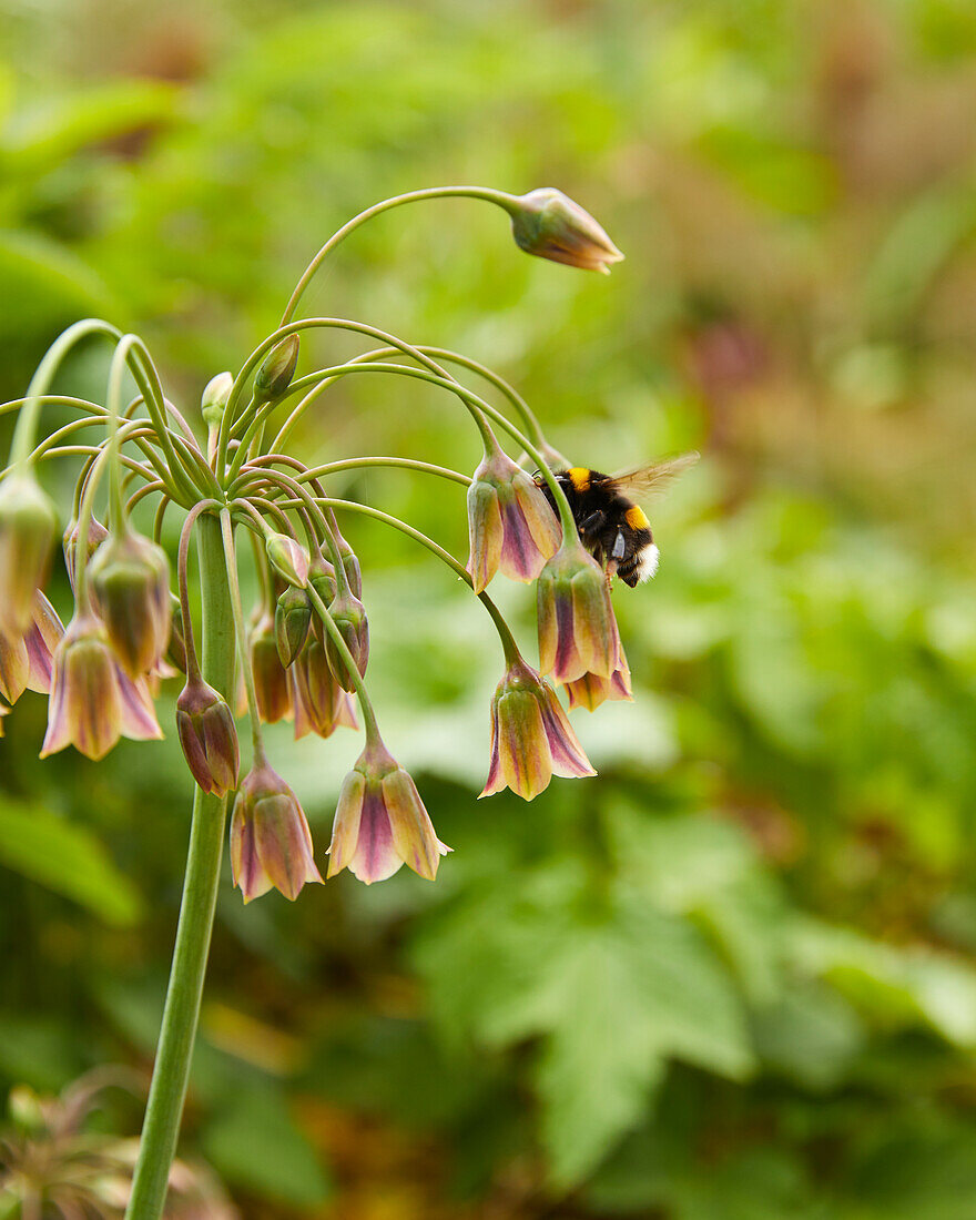 Nectaroscordum siculum subsp. bulgaricum