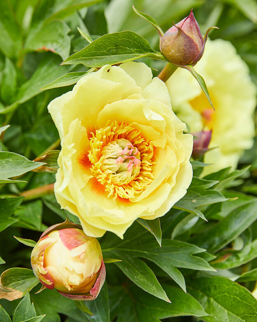 Pfingstrose (Paeonia) 'Shining Light'