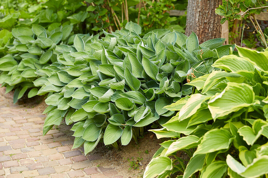 Hosta border