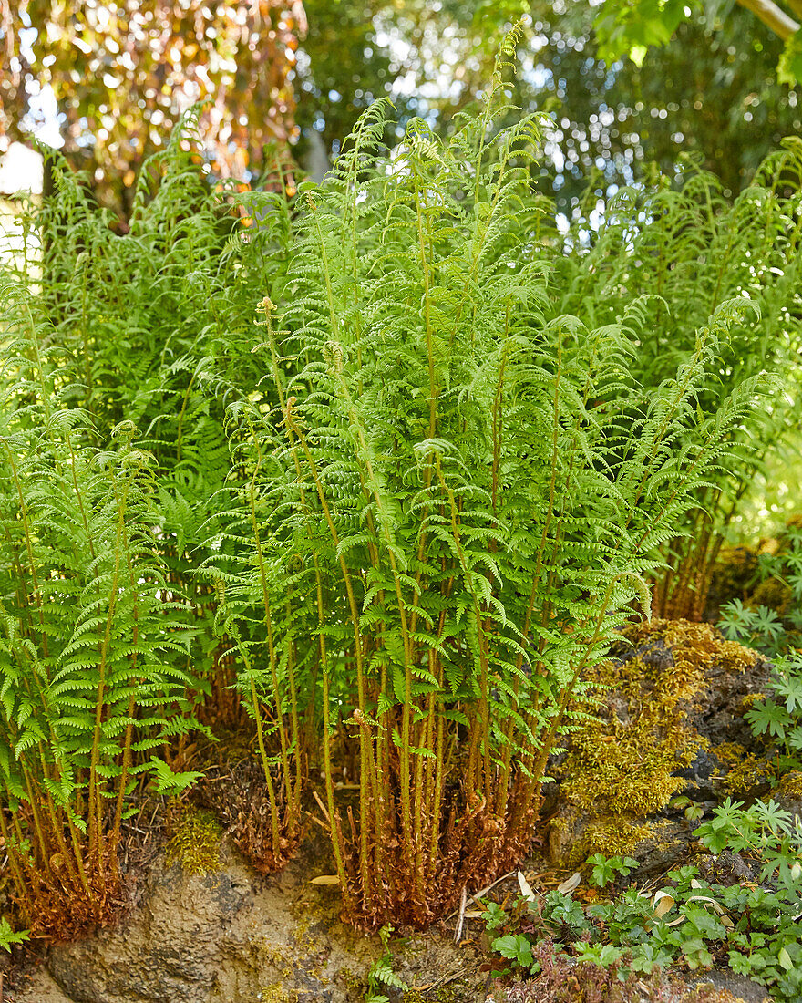 Echter Wurmfarn (Dryopteris filix-mas)