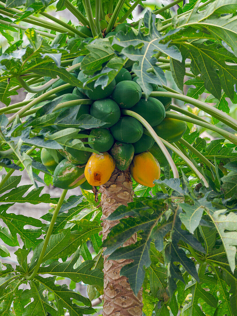 Papaya im Tal Ribeira da Torre auf der Insel Santo Antao, Kap Verde