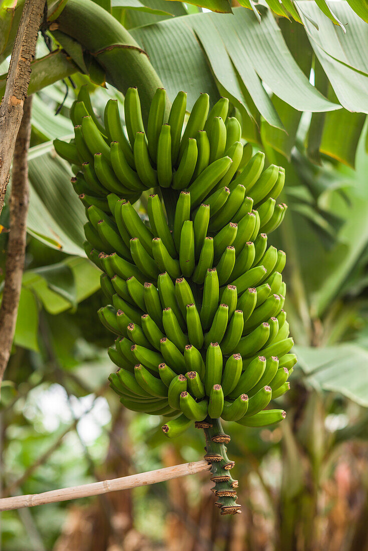 Spanien, Kanarische Inseln, Insel La Palma, San Andres, Bananen