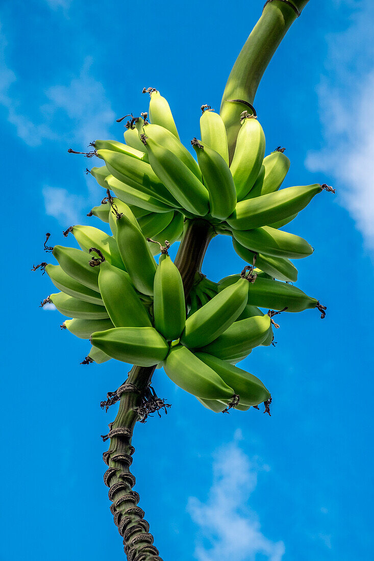 Bunch of bananas on tree