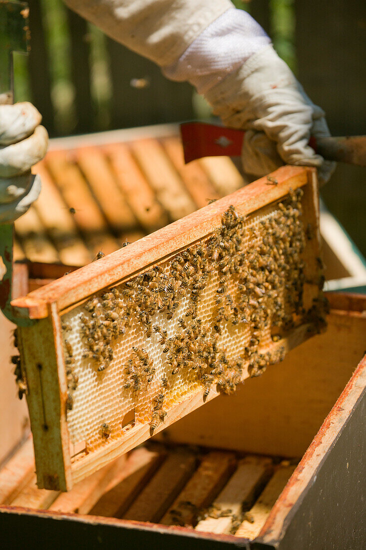 Seattle, Washington State, USA. Female beekeeper inserting a frame covered with honeybees back into the hive.