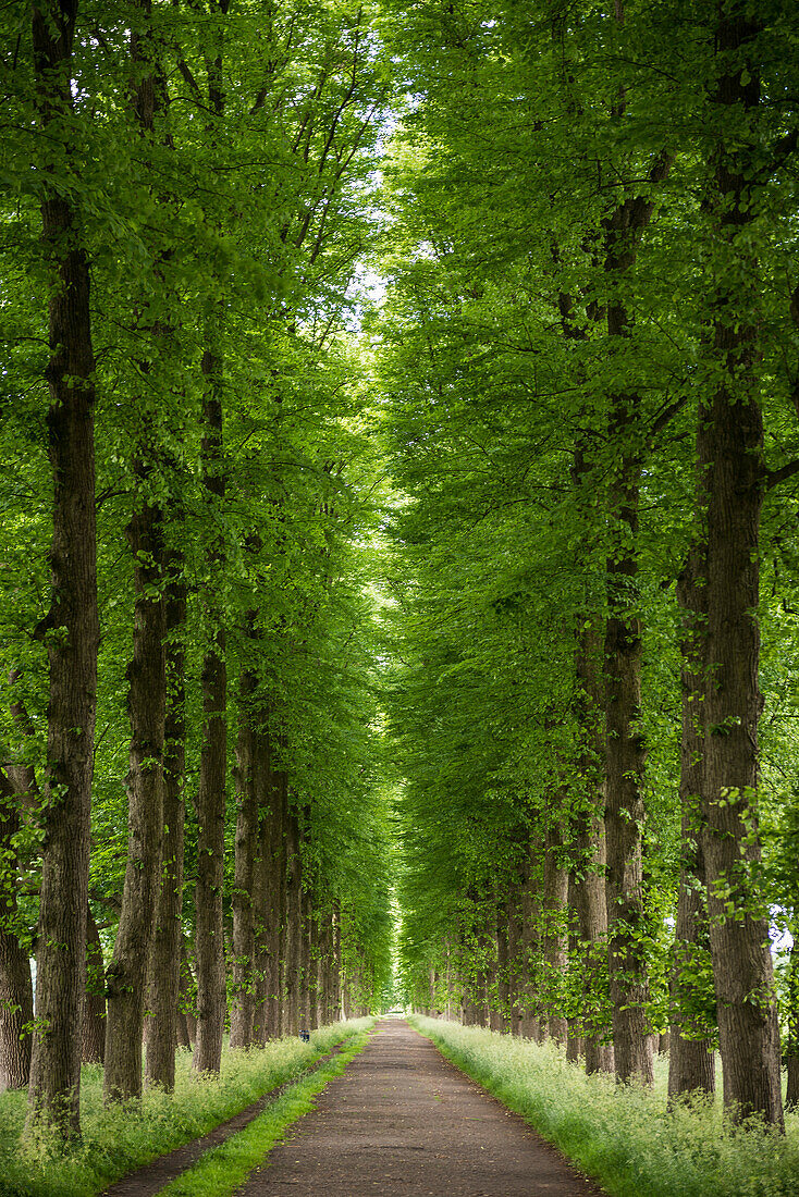 Linden avenue, Evenburg Castle, Leer, East Frisia, Lower Saxony, Germany