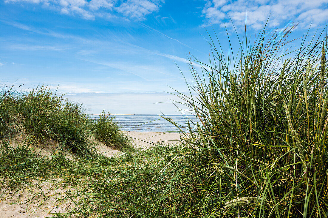 Beach grass (Ammophila arenaria), Wadden Sea, Schillig, Wangerland, East Frisia, Lower Saxony, North Sea, Germany