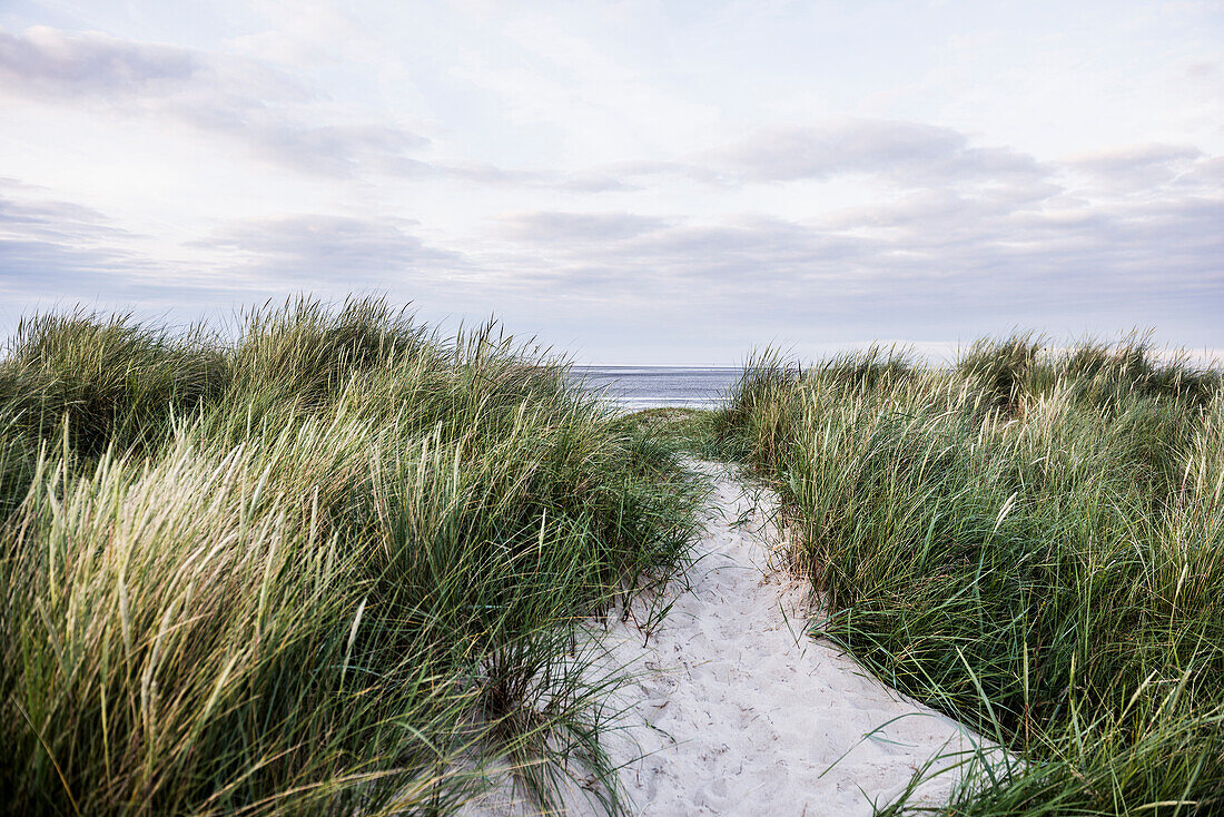 Beach grass (Ammophila arenaria), Wadden Sea, Schillig, Wangerland, East Frisia, Lower Saxony, North Sea, Germany