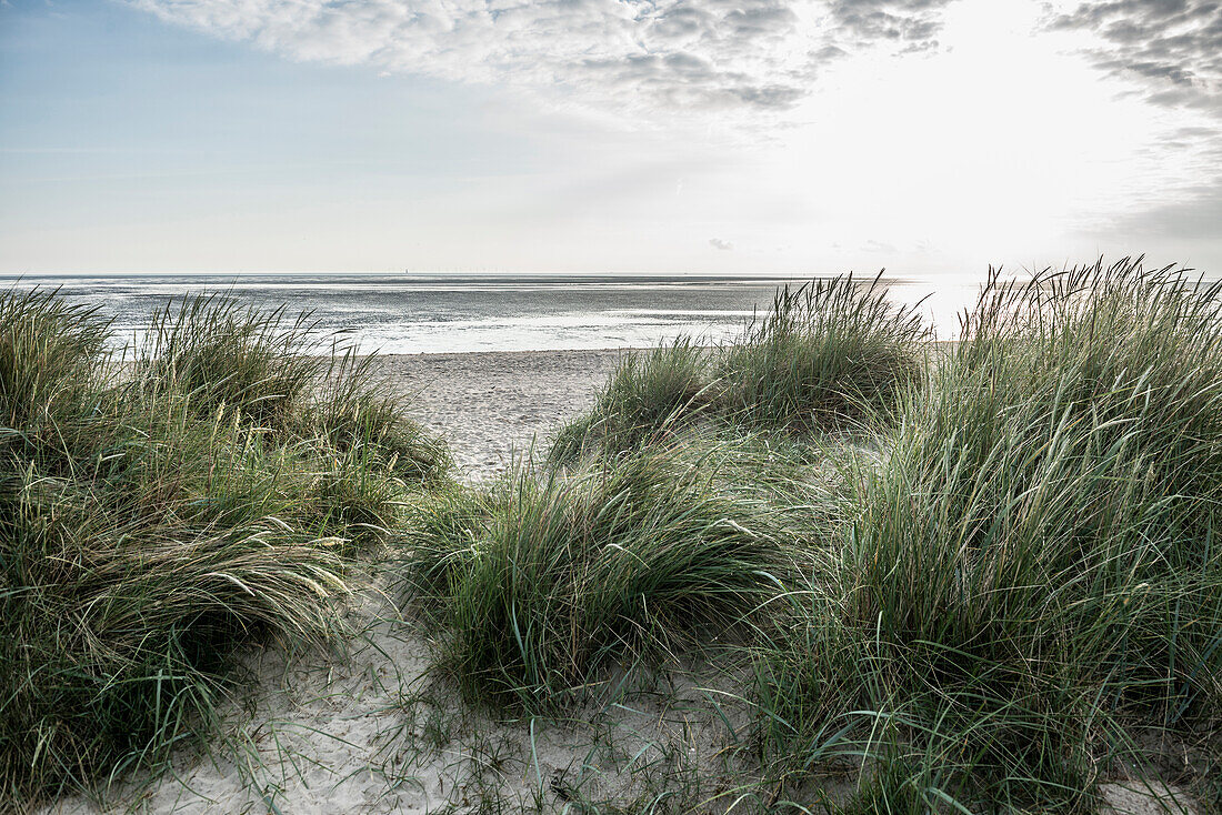 Beach grass (Ammophila arenaria), Wadden Sea, Schillig, Wangerland, East Frisia, Lower Saxony, North Sea, Germany