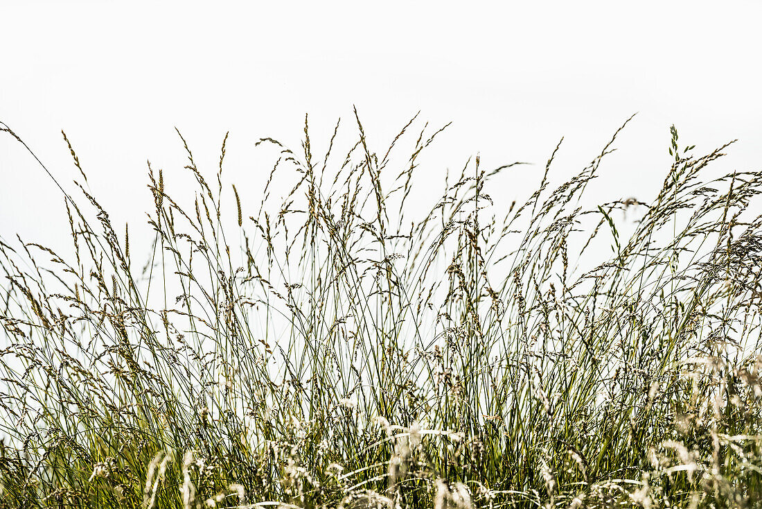 Gräser mit Samen auf einem Deich im Gegenlicht, Nordsee, Ostfriesland, Niedersachsen, Deutschland