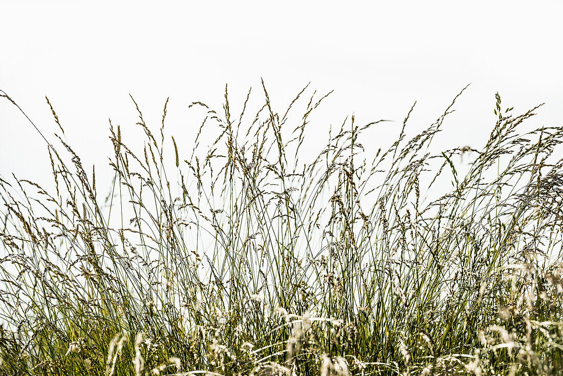 Grasses with seeds on a dike against the light, North Sea, East Frisia, Lower Saxony, Germany