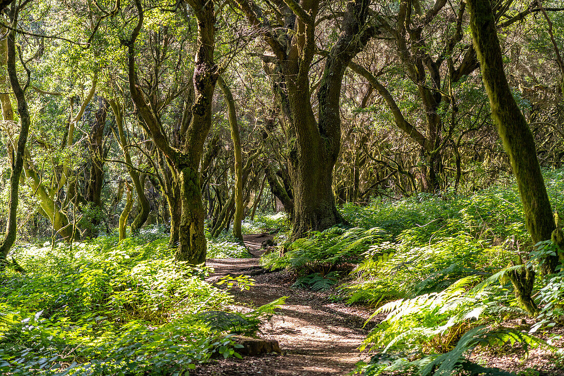 Hiking trail in the laurel forest near La Llanía on El Hierro, Canary Islands, Spain