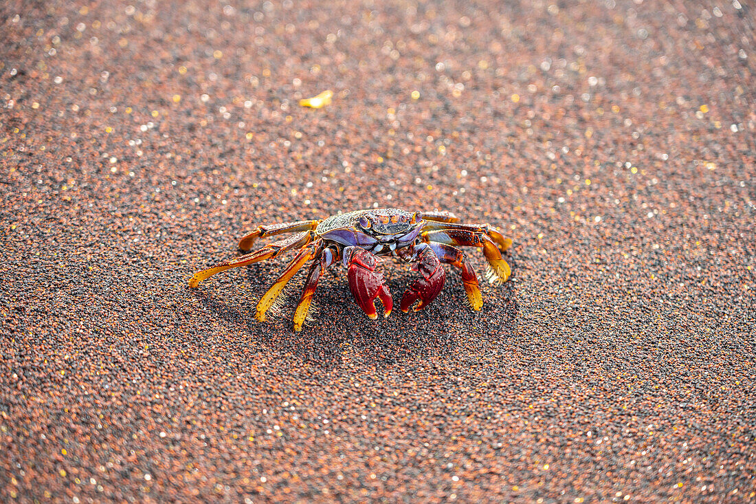 Rote Klippenkrabbe Grapsus grapsus am Strand Playa del Verodal, El Hierro, Kanarische Inseln, Spanien 