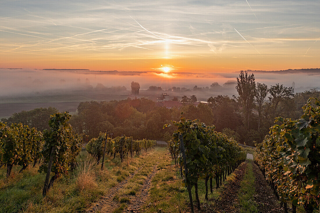 Colorful foggy morning near Fahr am Main, Volkach, Kitzingen, Lower Franconia, Franconia, Bavaria, Germany, Europe