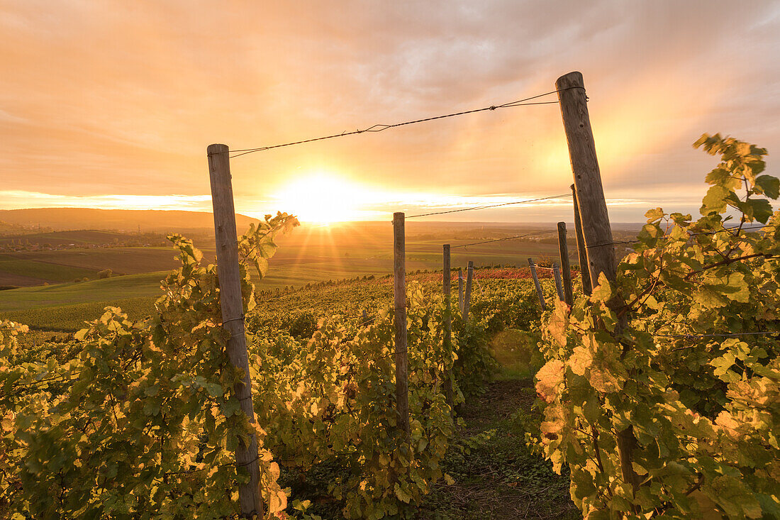 Sunset in the vineyards, Abtswind, Kitzingen, Lower Franconia, Franconia, Bavaria, Germany, Europe