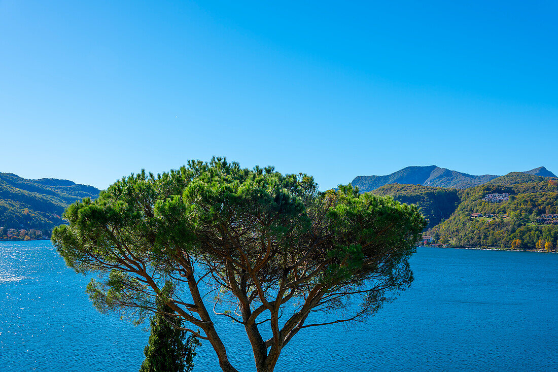 Mediterraner Regenschirmbaum oder Pinie und Luganersee mit Berg und blauem Himmel in Morcote, Tessin, Schweiz.