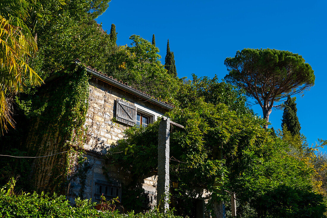 Altes rustikales Haus und mediterraner Regenschirmbaum oder Pinie auf der Bergseite und blauer Himmel in Morcote, Tessin, Schweiz.