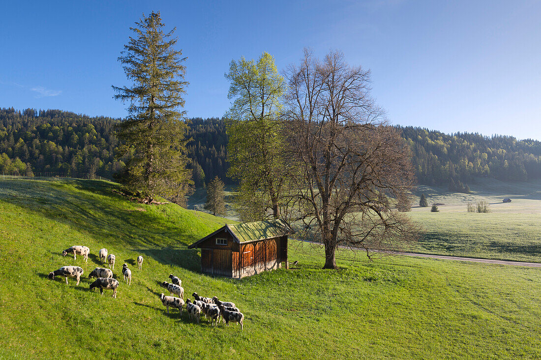 Schafe auf einer Wiese, Bayern, Deutschland