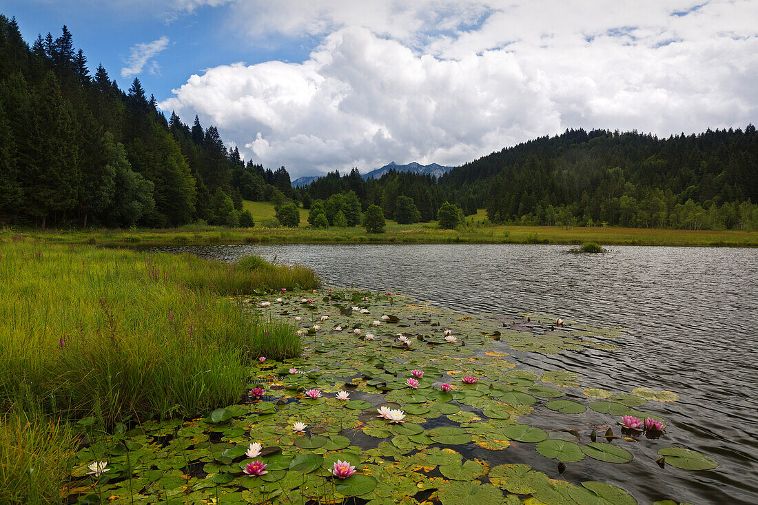 Seerosen, Geroldsee, Bayern, Deutschland