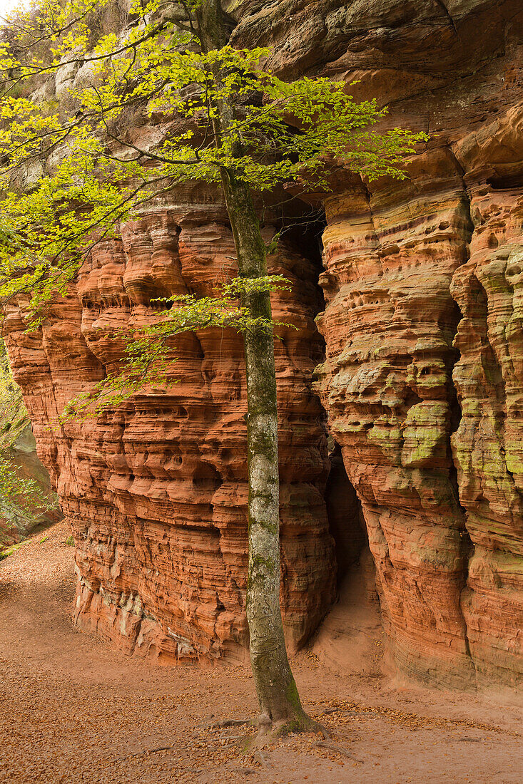 Altschlossfelsen, near Eppenbrunn, Palatinate Forest, Palatinate, Rhineland-Palatinate, Germany