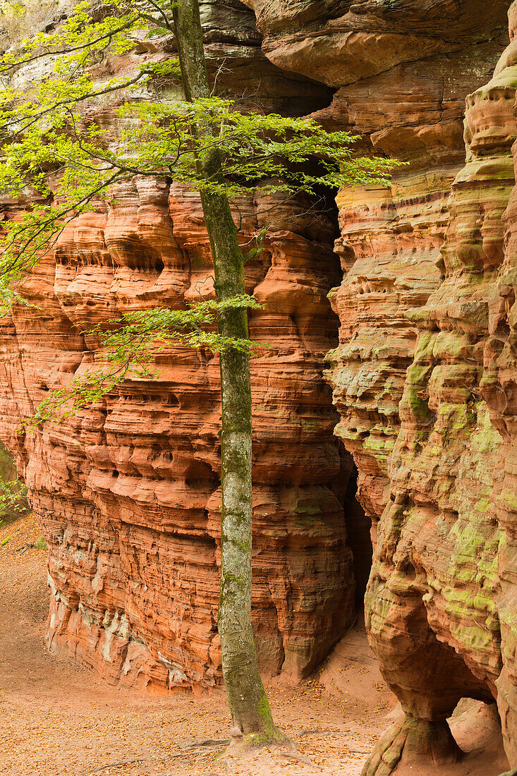 Altschlossfelsen, bei Eppenbrunn, Pfälzer Wald, Pfalz, Rheinland-Pfalz, Deutschland