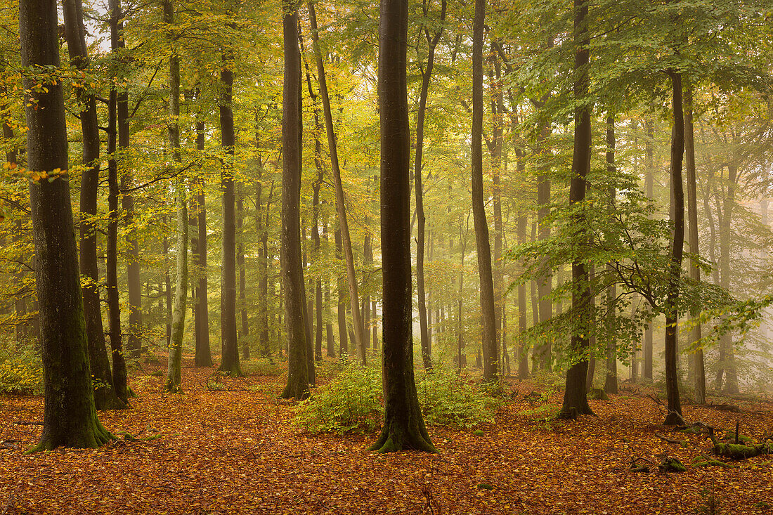 Autumn forest, Palatinate Forest, Palatinate, Rhineland-Palatinate, Germany