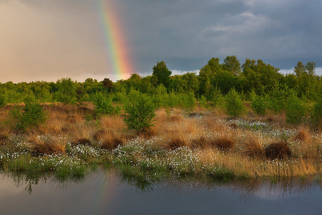 Rainbow over the moorland, Lower Saxony, Germany