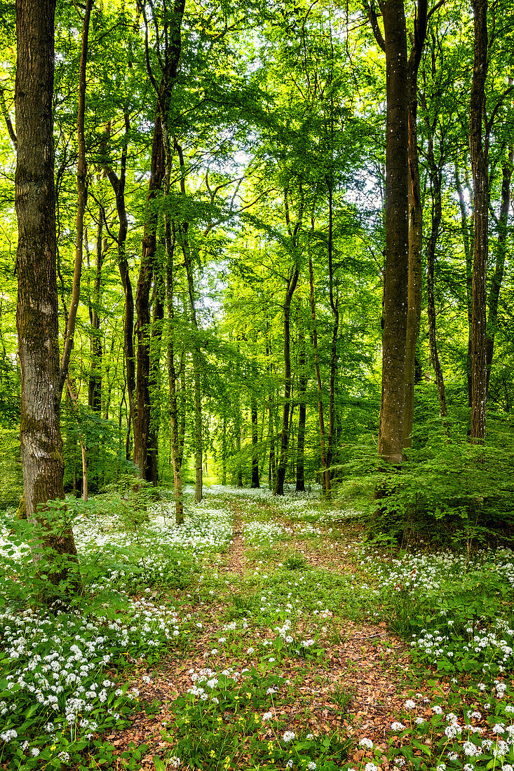 Wild garlic forest, Saarland, Germany