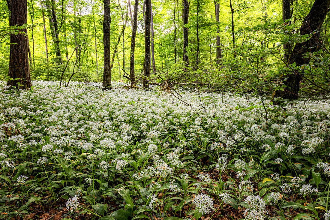 Wild garlic forest, Saarland, Germany
