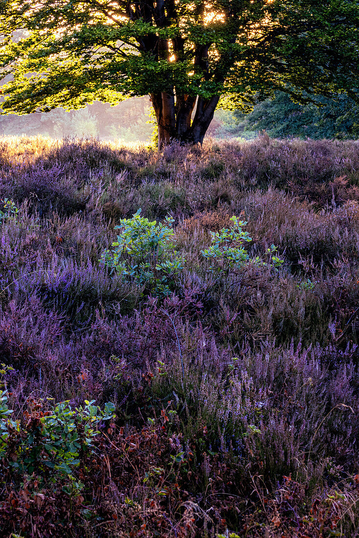 Heideblüte in der Mehlinger Heide, Rheinland-Pfalz, Deutschland