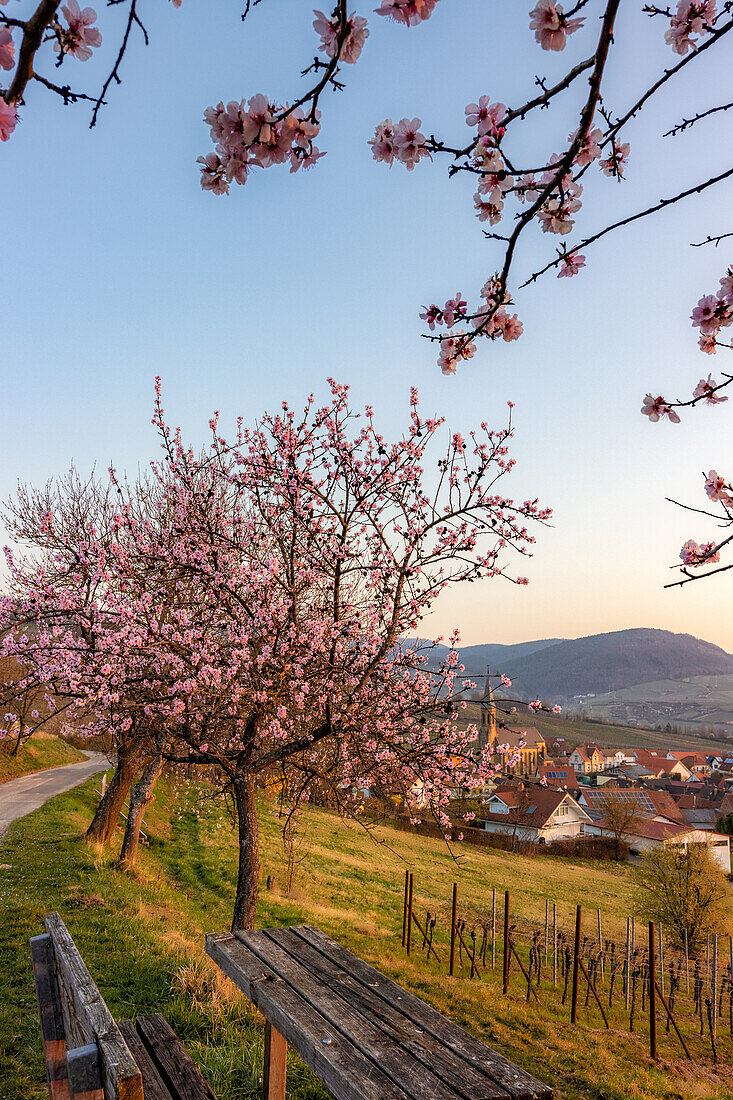 Almond blossom in Birkweiler, Rhineland-Palatinate, Germany