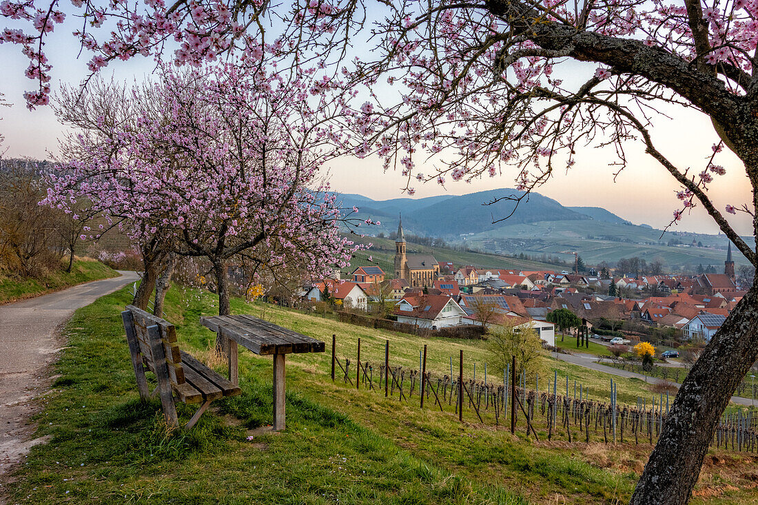 Mandelblüte in Birkweiler, Rheinland-Pfalz, Deutschland