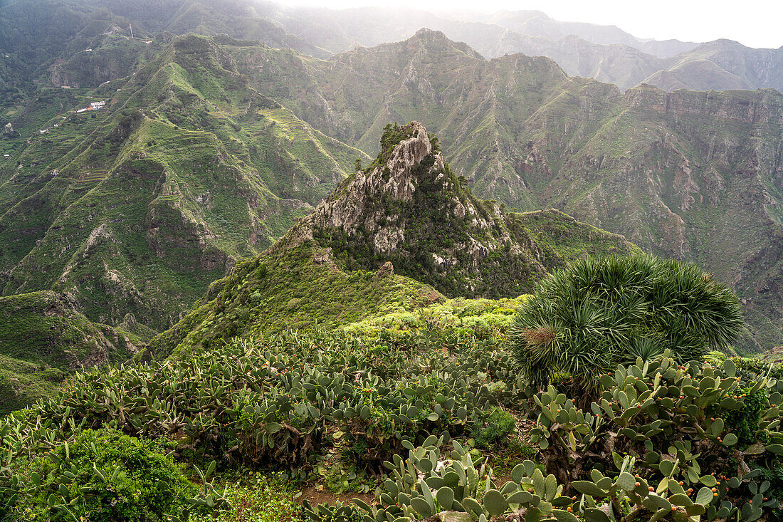 Landschaft am Wanderweg von Punta del Hidalgo nach Chinamada, Teneriffa, Kanarische Inseln, Spanien