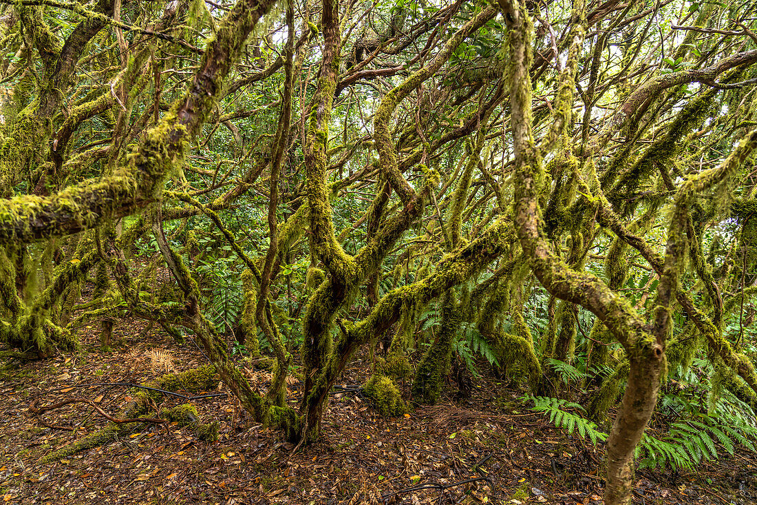 Laurel forest in Anaga Mountains, Las Vueltas de Taganana, Tenerife, Canary Islands, Spain