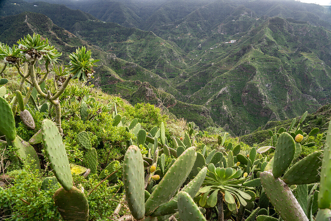 Landschaft am Wanderweg von Punta del Hidalgo nach Chinamada, Teneriffa, Kanarische Inseln, Spanien