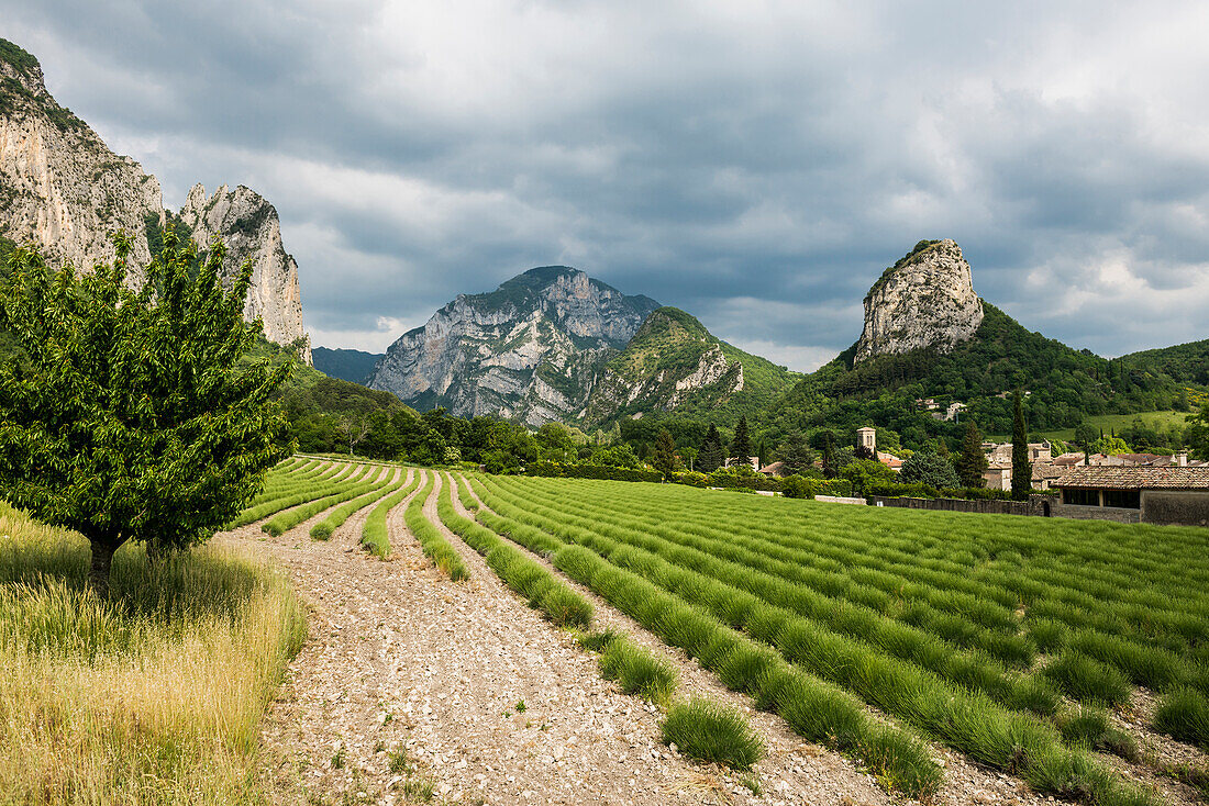 Lavendelfeld und Felsen, Saou, Département Drôme, Auvergne-Rhône-Alpes, Provence, Frankreich