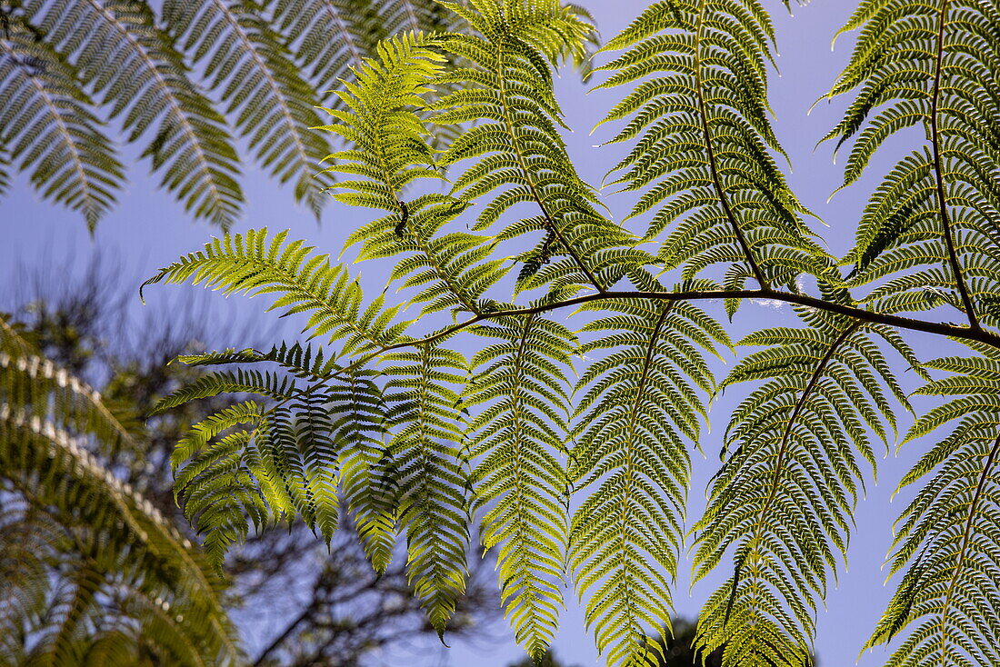 Looking up at tree ferns in the Madeira Botanical Gardens, Funchal, Madeira, Portugal, Europe