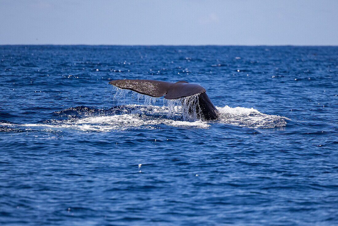 Fluke von einem Pottwal (Physeter macrocephalus) gesehen während einer whale watching tour, Furnas, Insel São Miguel, Azoren, Portugal, Europa