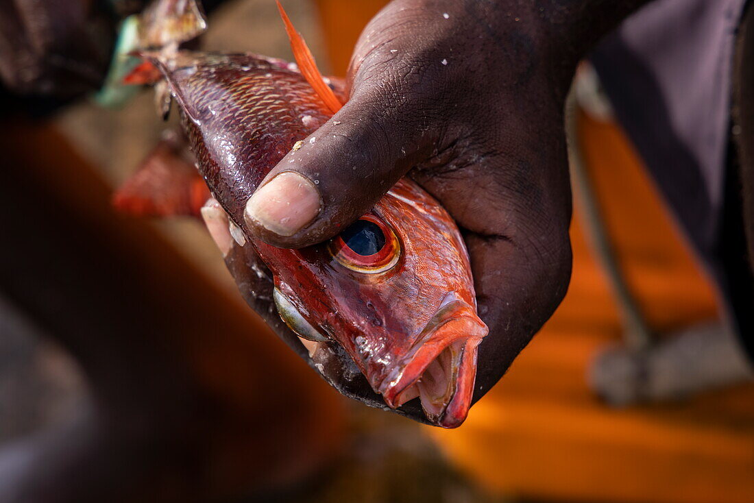 Hand hält roten Fisch, der von Fischern gereinigt wird, Saint George's, Saint George, Grenada, Karibik