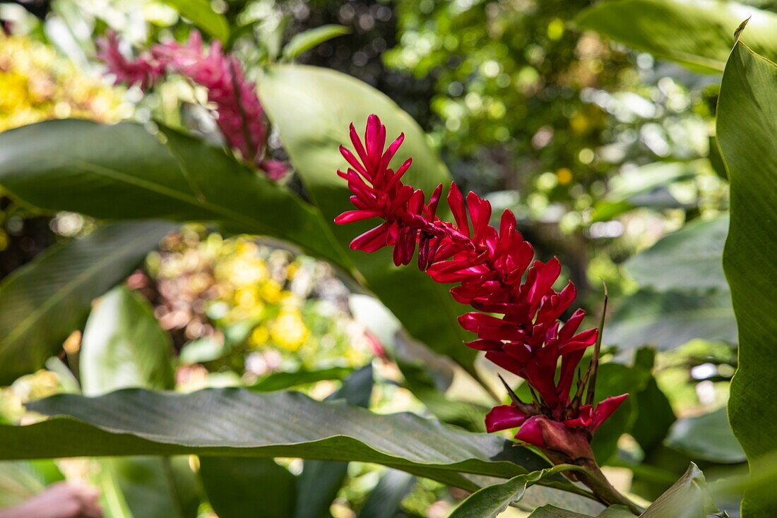 Red ginger flower in the gardens of The Tower Estate, Saint Paul's, Saint George's, Saint George, Grenada, Caribbean