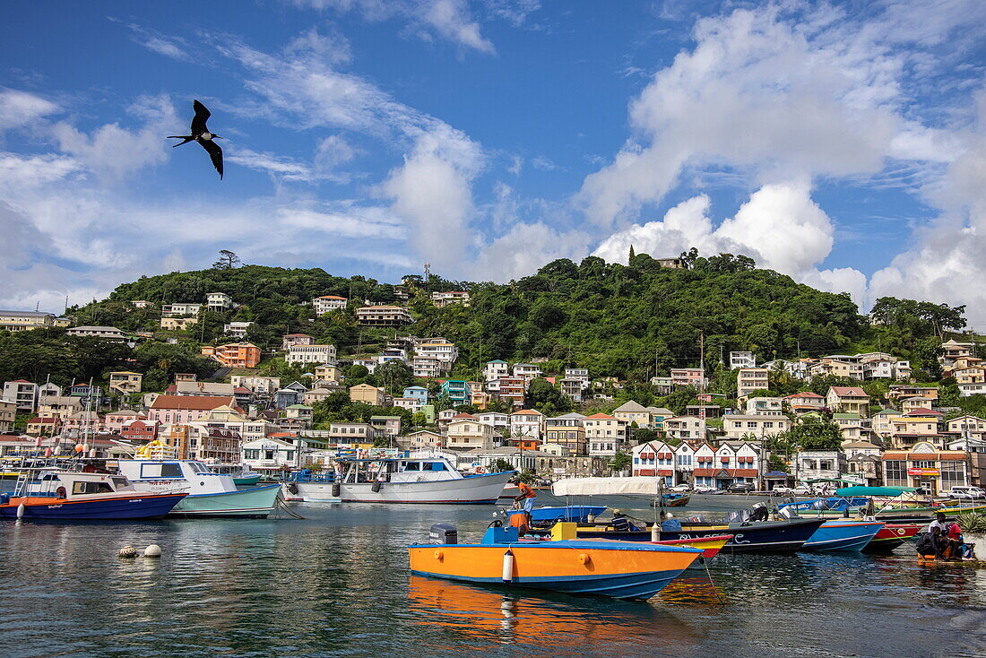 Frigatebirds circle around fishermen cleaning fish along Carenage harbor promenade, with boats and houses on the hillside behind, Saint George's, Saint George, Grenada, Caribbean