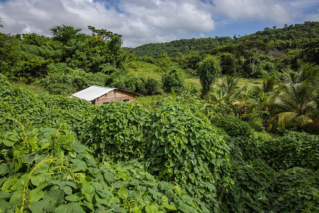 Holzhaus inmitten üppiger Vegetation im Inneren der Insel, Saint David, Grenada, Karibik