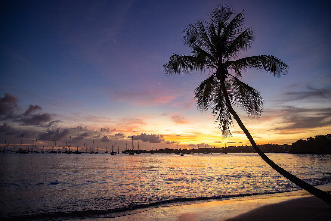 Silhouette of coconut trees and sailboats moored on L'Anse Aux Epines beach at sunset, near Saint George's, Saint George, Grenada, Caribbean