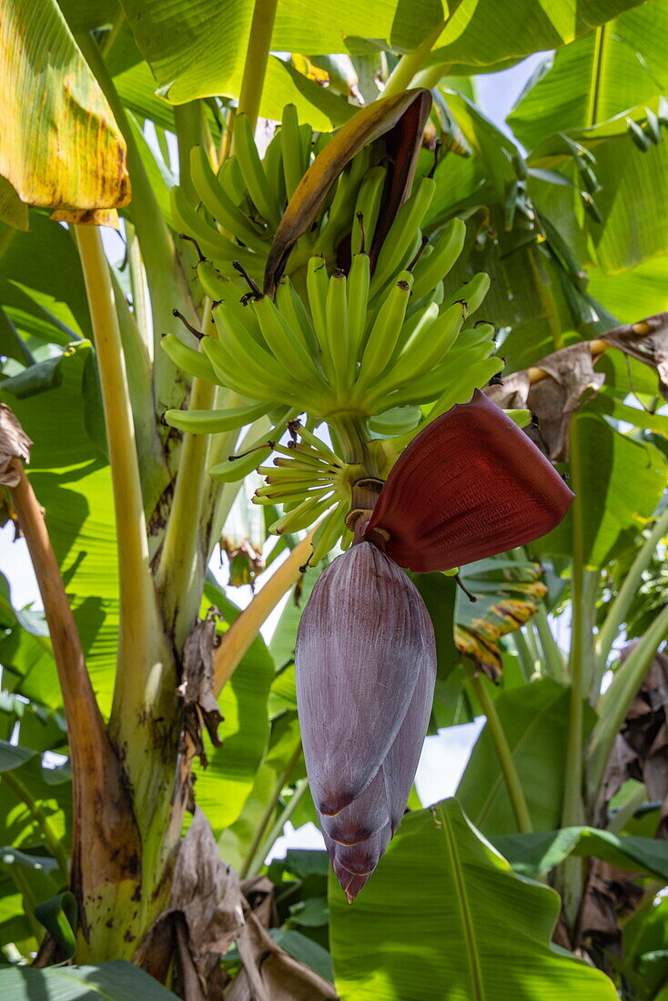Bananen an Bananenstaude mit Blüte, Saint David, Grenada, Karibik