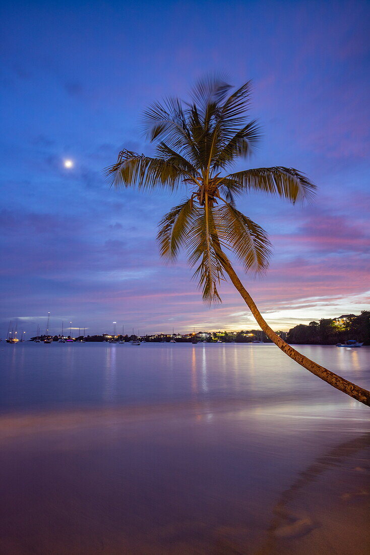 Schiefe Kokospalme am Strand von L'Anse Aux Epines in der Abenddämmerung, Mond und Segelboote vor Anker in der Ferne, in der Nähe von Saint George's, Saint George, Grenada, Karibik